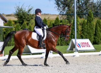 Uniwersytet Przyrodniczy we Wrocławiu ze złotem jeździeckich AMP